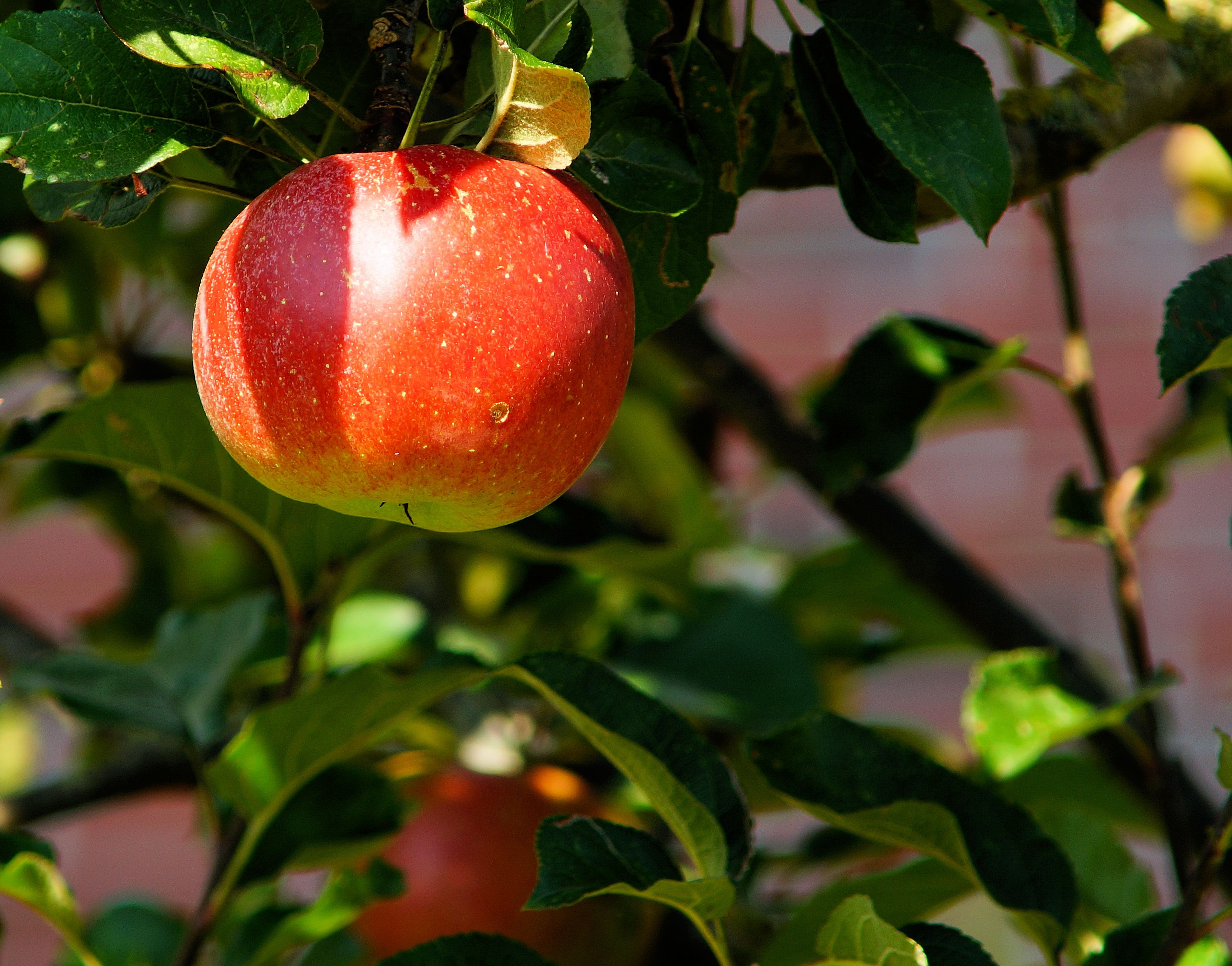 apple-tree-branch-apple-fruit-52517